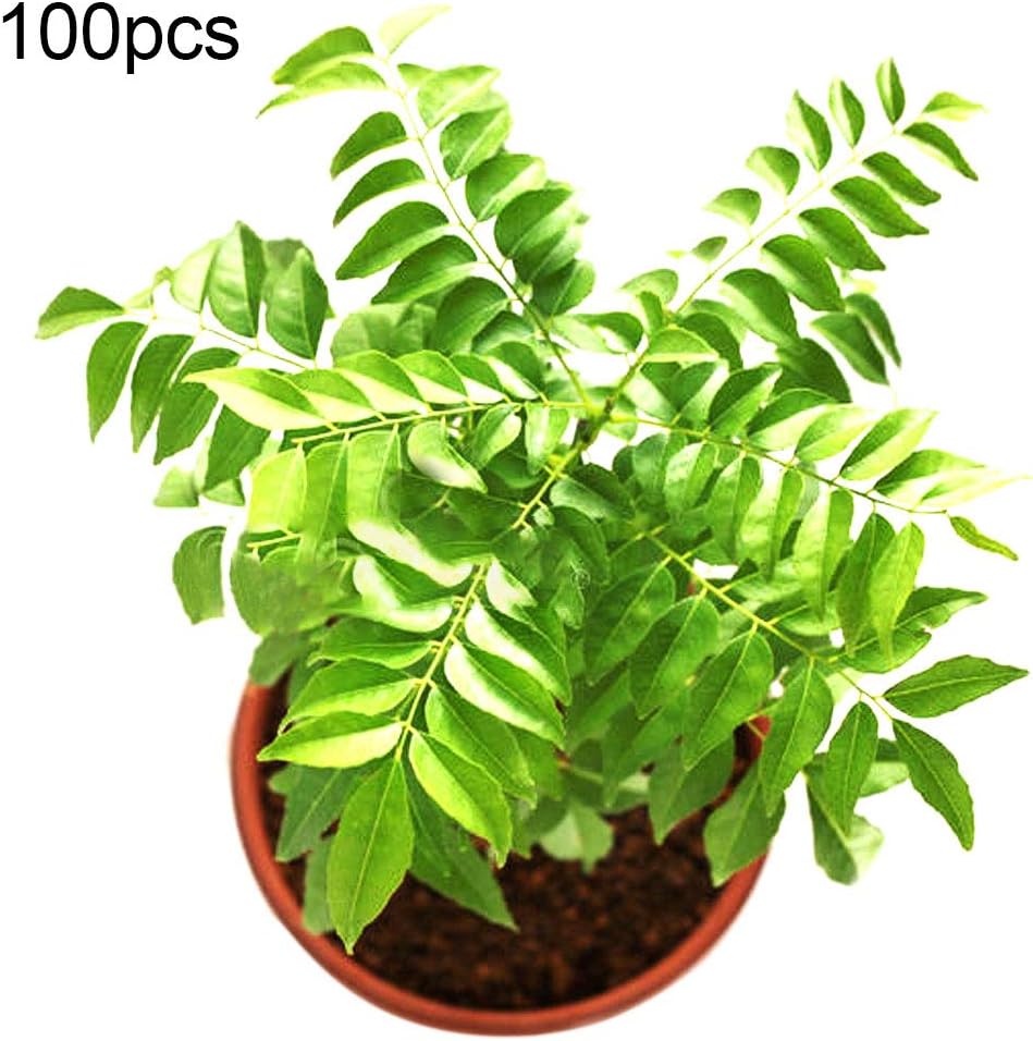 FafSgwq Seeds - 100Pcs Curry Leaf Tree Seeds Petted Culinary Herb Plant Outdoor Garden Decor - Curry Seeds