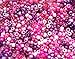 Berry Pink & Purple Multicolor Mix Plastic Pony Beads 6x9mm, 500 Beads, Made in The USA, Bulk Pony Beads Package for Arts & Crafts