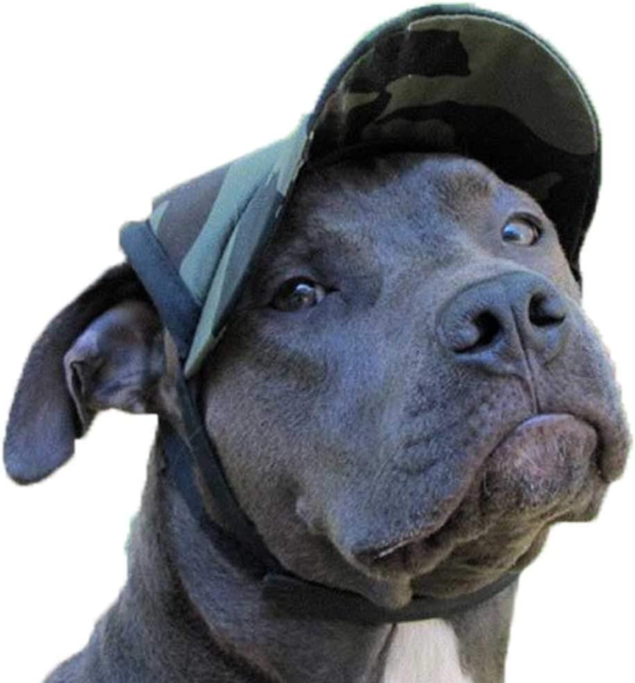 dog with baseball hat