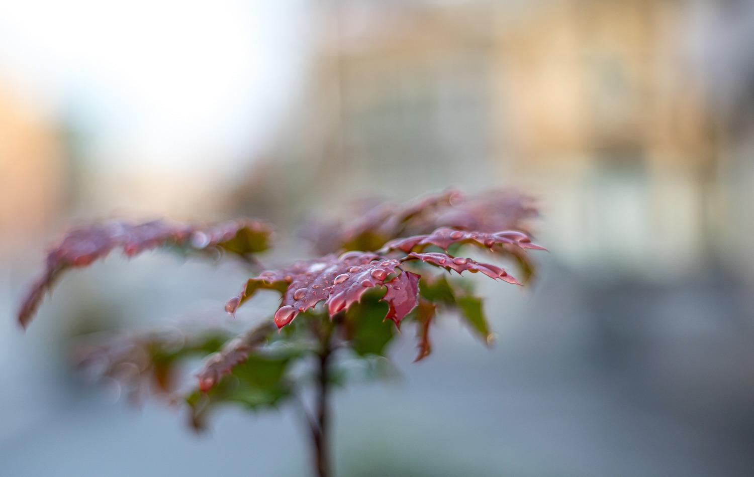 Great Bang for the Buck Prime Lens!