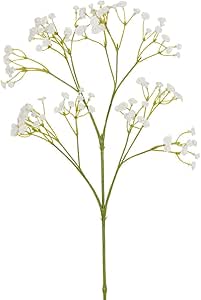 Phalaenopsis Orchid - Fioristi Firenze