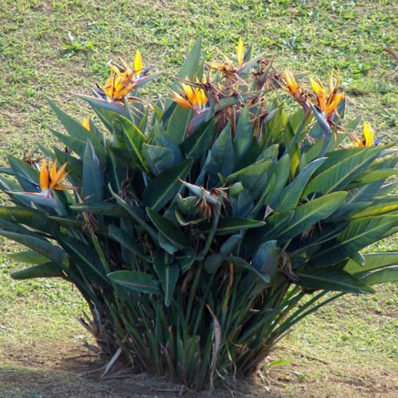 Live Bird of Paradise Plant, Orange 6-8" Tall - Well-Rooted & Cold Hardy by PlantsSeedsBulbs