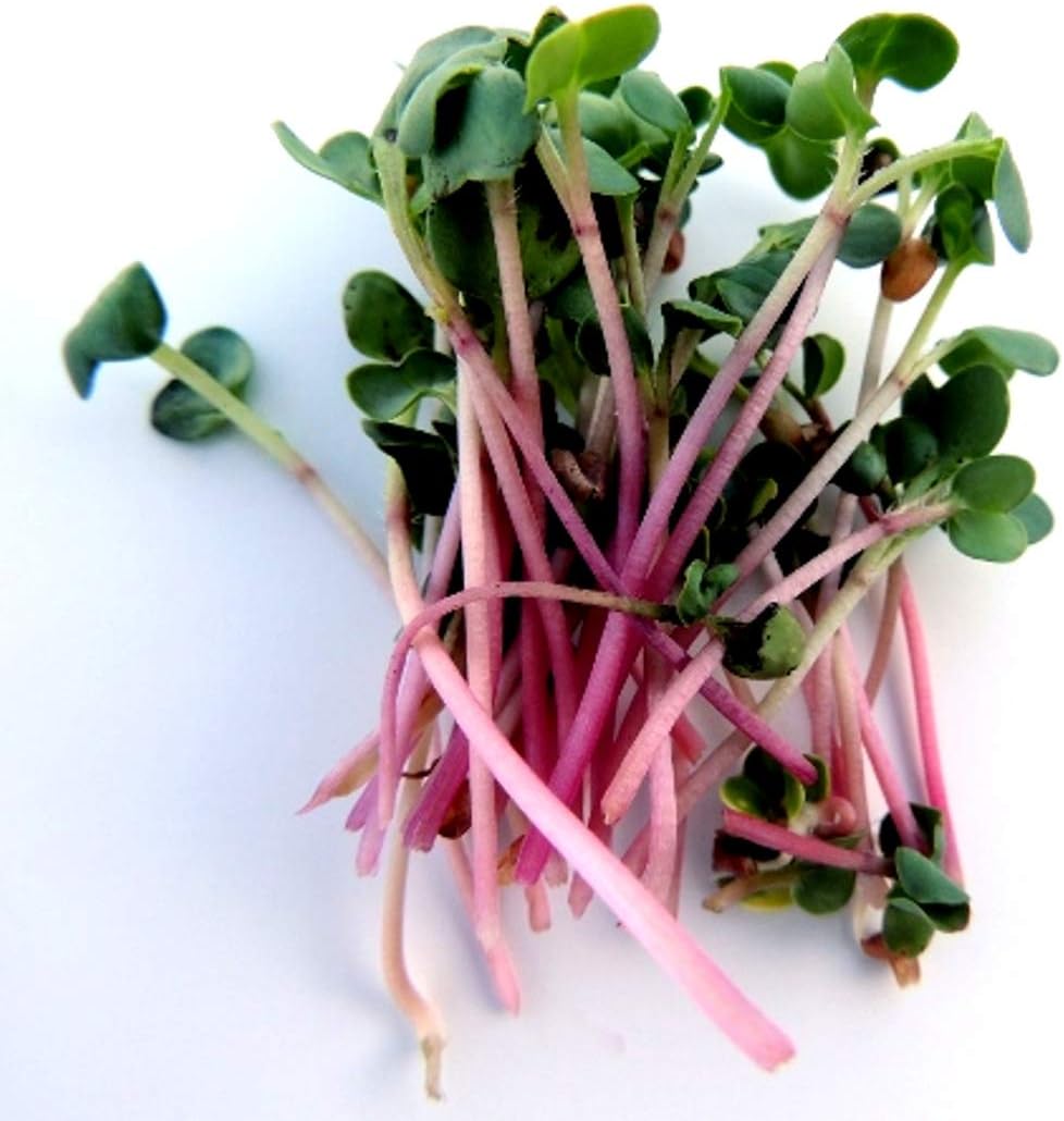 Radish Red Arrow Sprouting Seeds for Fast Easy Vegetable or Microgreens #288 (5K Seeds, or 2 oz)