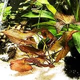 Mainam Nymphaea Rubra Bulb Dwarf Water Lily Live Aquarium Plants Decorations 3 DAY LIVE GUARANTEED By
