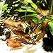 Mainam Nymphaea Rubra Bulb Dwarf Water Lily Live Aquarium Plants Decorations 3 DAY LIVE GUARANTEED By primary