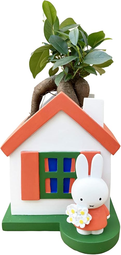Amazon 花のギフト社 ガジュマルの木 ガジュマル鉢植え 多幸の木 ガジュマル Miffy ミッフィー 誕生日 観葉植物 オンライン通販