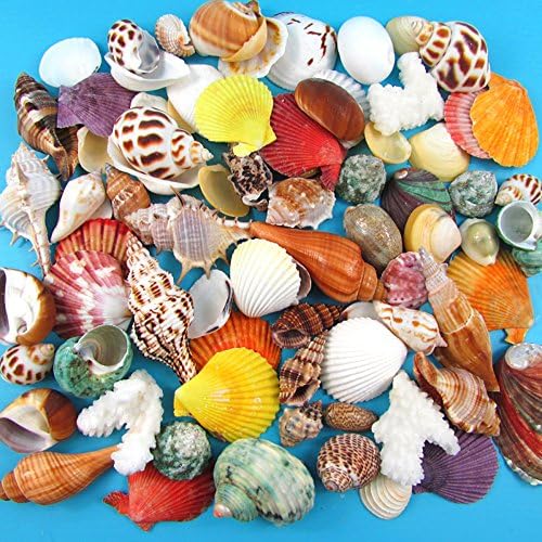 Running Ant Natural Sea Shells Bulk Pack of 130 Various 2cm-6cm Size Beach Seashells Conch for Decorative