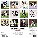 Image de Just Boston Terrier Puppies 2018 Calendar