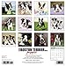 Just Boston Terrier Puppies 2018 Wall Calendar (Dog Breed Calendar)