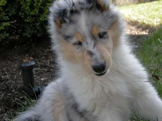 merle rough collie