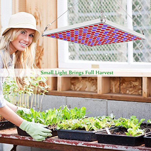 6 Roleadro+Reflector+Growing+Seeding+Flowering