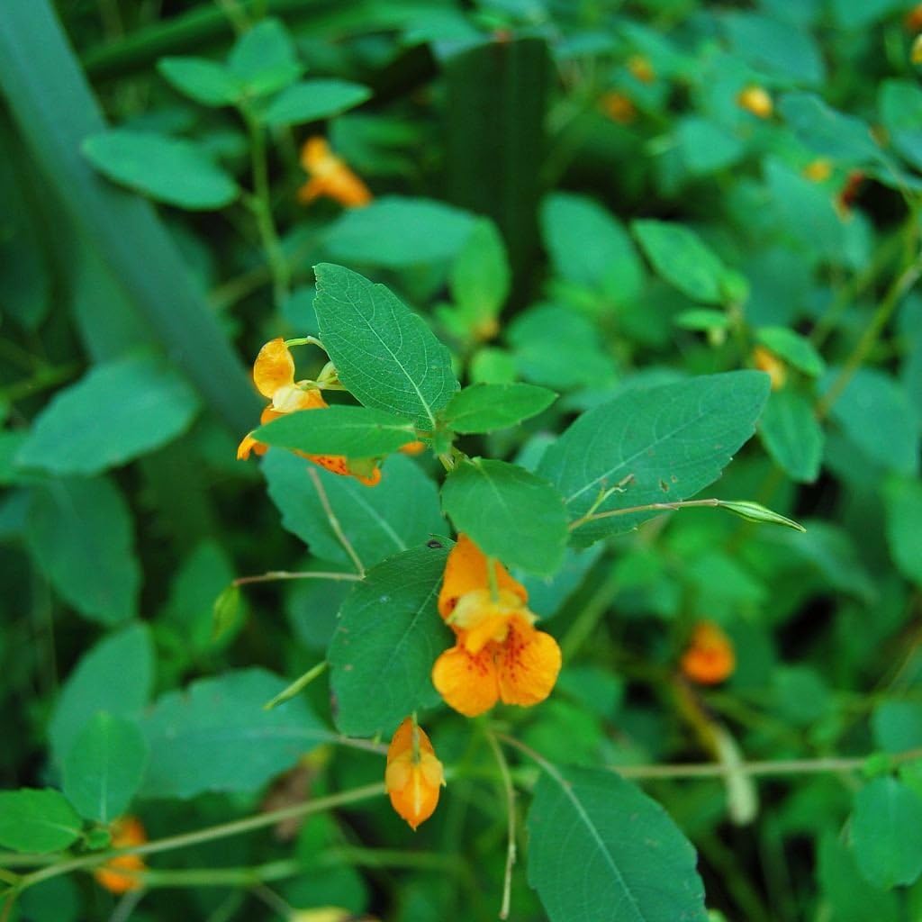 Orange Jewelweed Seeds (Impatiens capensis) 10+ Rare Medicinal Wildflower Seeds in