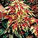 150 TRICOLOR AMARANTHUS PERFECTA (Summer Poinsettia/Joseph's Coat) Flower Seeds