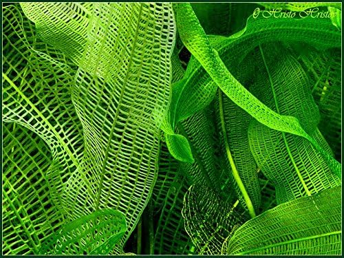 madagascar lace bulb