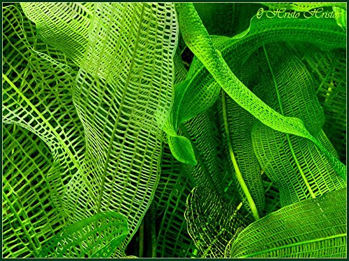 Madagascar Lace Bulb - Aponogeton madagascariensis - Thumbnail 4