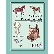 健康・医学 Veterinary Anatomy of Domestic Animals, 61PlWlYOQyL._AC_UL210_SR210,