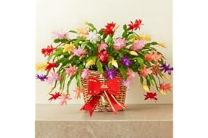 UIOTER 2 Mixed Christmas Cactus Plants, Thanksgiving Cactus 3-6 Inch Tall, Winter Succulents Flowers Container Hanging Basket Indoor Outdoor Planting