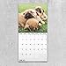 2020 French Bulldogs Wall Calendar