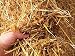 1 Cubic Foot of 100% Natural and Organic Wheat Straw primary