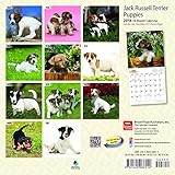 Image de Jack Russell Terrier Puppies 2018 7 x 7 Inch Monthly Mini Wall Calendar, Animals Dog Breeds Terriers (Multilingual Edition)