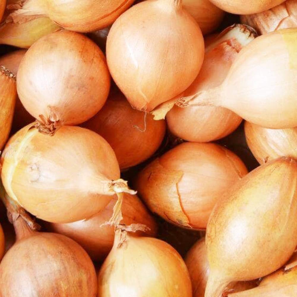 50 Pcs Onion Sets Setton Bumper Pack RHS Award Winning Variety- Good Skin Quality- Excellent Flavour- Grow in Your Beautiful Garden Today