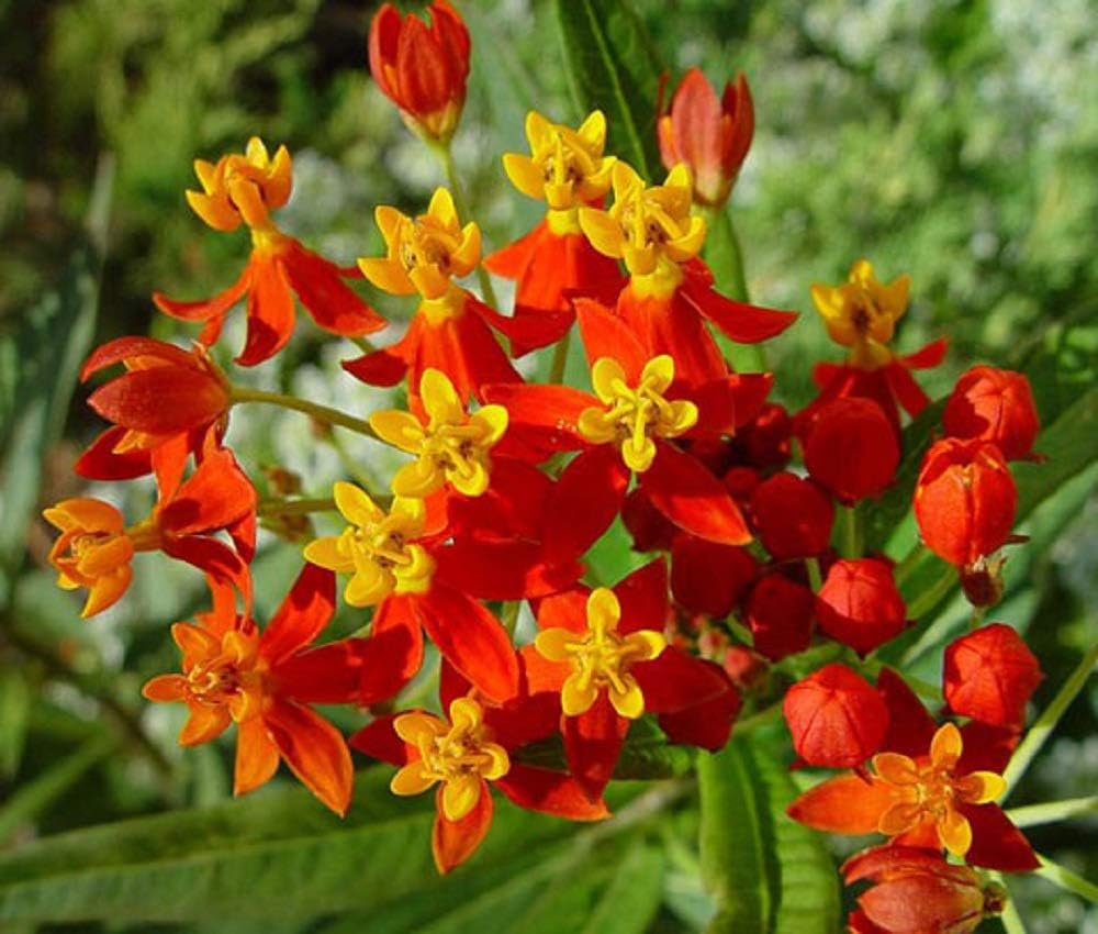 Sunset Flower Milkweed/Blood Flower Seeds (Asclepias Curassavica), Pack of 200
