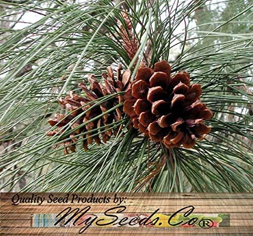 Amazon Com Lumos80 20 Bull Blackjack Pine Tree Seed