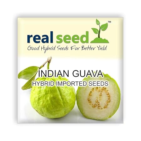 Indian Guava (Amrood) Hybrid Imported Fruit Seeds