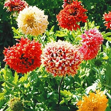 75 ガイラルディア 花 最高の花の画像