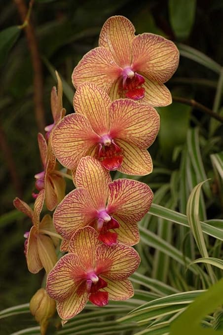 Different Types Of Phalaenopsis Orchids