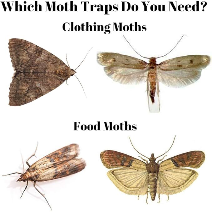 What To Do About Clothes Moths