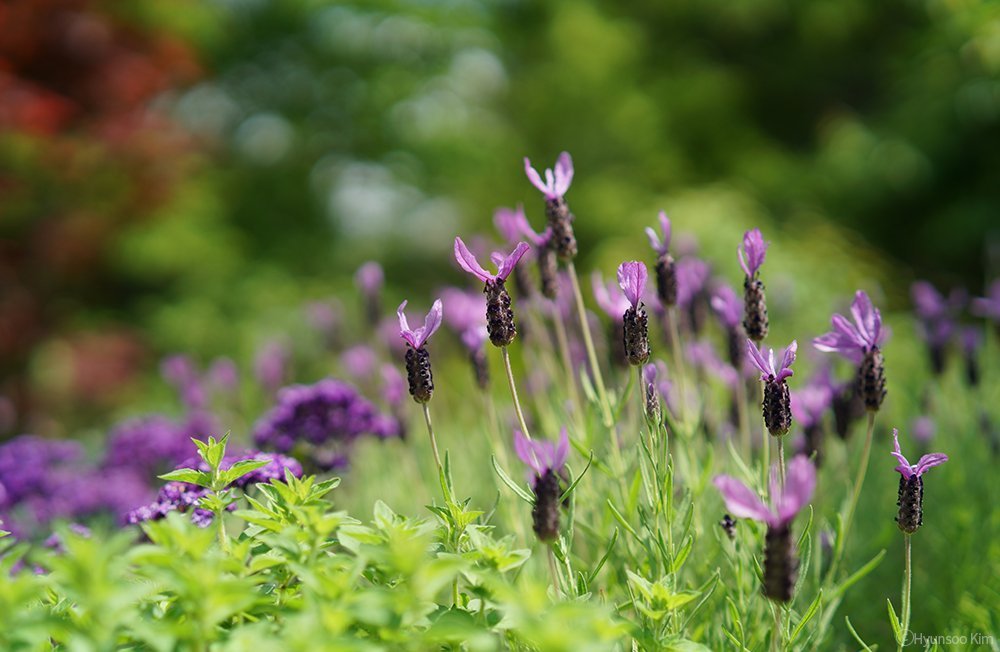 Samyang 50/1,4 Objektiv DSLR Autofokus Sony E Vollformat Fotoobjektiv Lichstärke F1.4, Porträtobjektiv NiftyFifty Objektiv schwarz 7