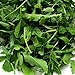 Arugula Seeds ► Organic Non-GMO Heirloom Arugula (Roquette or Rocket) Seeds (100+ Seeds) primary