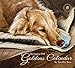 Legacy Publishing Group 2018 12-Month Wall Calendar, Goldens