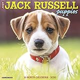 Just Jack Russells 2020 Wall Calendar Dog Breed Calendar Willow