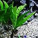 Java Fern Microsorum Pteropus Potted Freshwater Easy Tropical Live Aquarium Plant Decorations 3 Days Guarantee by Mainam