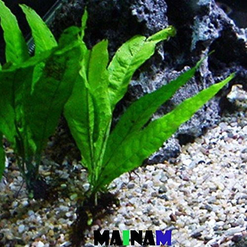 Mainam Java Fern Microsorum Pteropus Potted Freshwater Easy Tropical Live Aquarium Plant Decorations 3 Days Guarantee