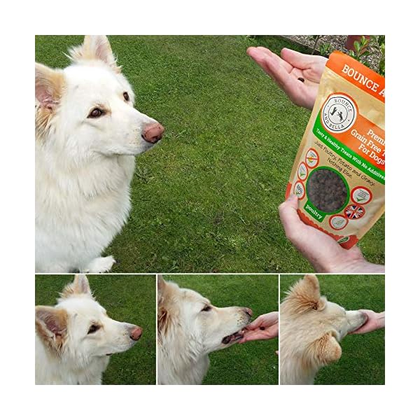 Bounce and Bella Grain Free Training Treats made with Freshly Prepared Ingredients (1 Poultry & 1 Fish, 2 Pack 1000g)