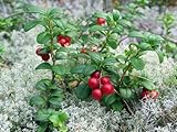 Lingonberry - High in Anti-oxidants - 4