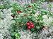 Lingonberry - High in Anti-oxidants - 4