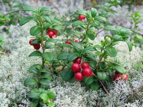 Lingonberry - High in Anti-oxidants - 4
