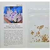David's Garden Seeds Flower Stock Katz Cherry Blossom 4953 (Pink) 100 Non-GMO, Open Pollinated Seeds