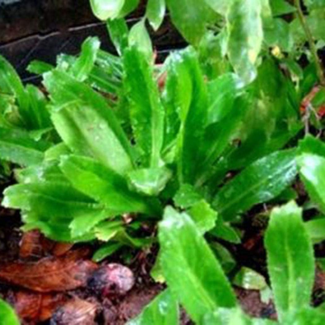 Timesok Garden-100pcs Culantro Semilla eryngium foetidum ...
