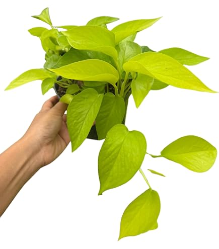 photos of rubber tree Full Size Rubber Tree STD (Mature Trunk) main image 1