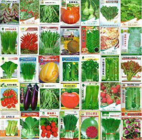 HOO PRODUCTS - 100pcs Vegetable seeds wholesale and different vegetable seed family potted balcony garden four seasons pl Brand New !