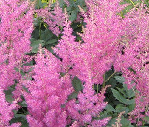 Astilbe 'Inshriach Pink' 15cm Pot Size