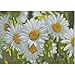 DIY 5D Diamond Painting by Number Kits, Full Drill Crystal Rhinestone Embroidery Pictures Arts Craft for Home Wall Decor Gift, Daisy