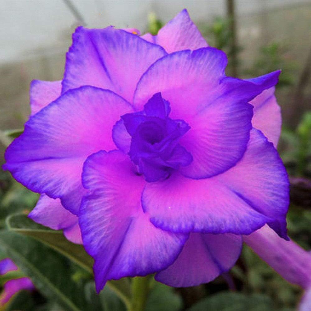 Germination Seeds: 5Pcs Rare Desert Rose Seeds"Light Purple" Adenium Obesum Seeds 100% True Seeds