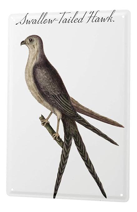 Amazoncom Tin Sign Xxl Bird Swallow Tailed Kite Home - 