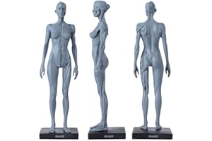 Oubo Dental New Female Anatomical Anatomy Skull Head Body Model Muscle Bone (30cm) Height